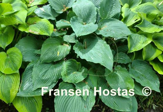 Hosta Great Plains